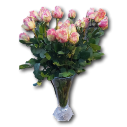 Baltai rausva rožė.70cm-1vnt