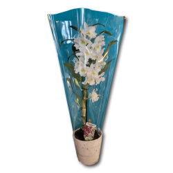 Orchidėja .55cm