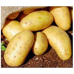 Lietuviškos bulvės 1.kg